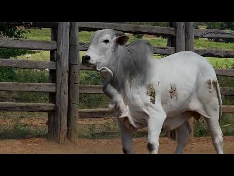 34 AgroBembom Lote34 LCFS 4522