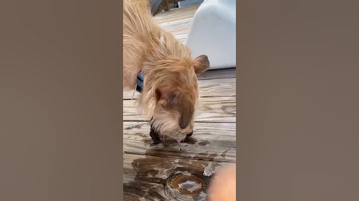 Whiskey enjoying ice on the deck