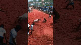 #செங்குற்ச்சி #jallikattu #bull #creativecontentcreator #media #cow #ipl #influenceragency #bounded