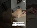 Yer coming with me, bud! 😅 Dog determined to bring his tail along too