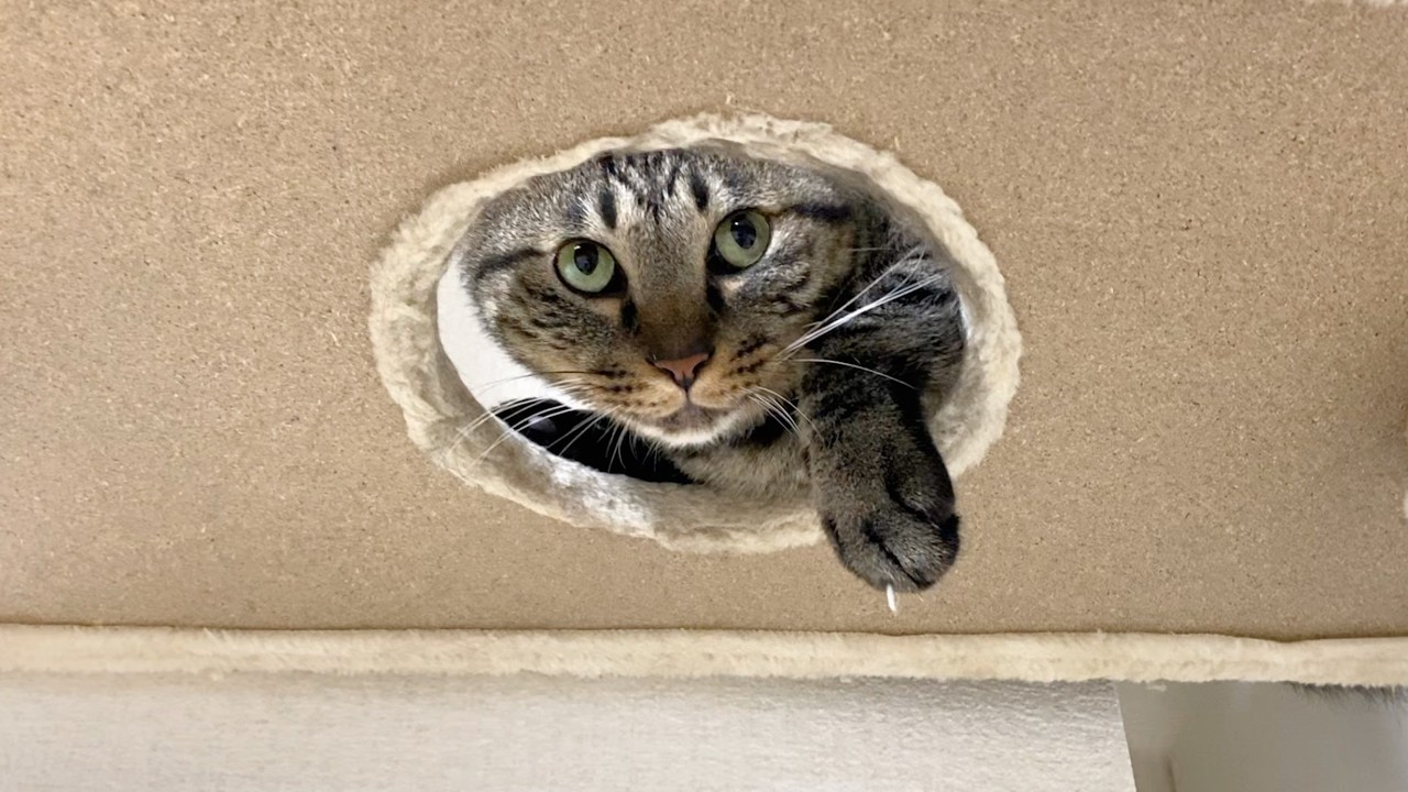 A ferocious cat that clearly looks down on its owner - YouTube