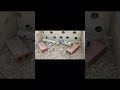 Mouse Digging Lab | Video for Cat to watch : CAT MOUSE