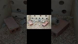 Mouse Digging Lab | Video for Cat to watch : CAT MOUSE