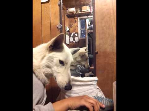 Dog getting ready for bed