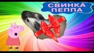 ЖИВАЯ МОРСКАЯ СВИНКА ПЕППА Ева детского канала KINDER EVA КУПИЛА МОРСКУЮ СВИНКУ И НАЗВАЛА ЕЕ ПЕПОЙ ЖИВАЯ МОРСКАЯ СВИНКА ПЕППА Ева детского канала KINDER EVA КУПИЛА МОРСКУЮ СВИНКУ И НАЗВАЛА ЕЕ ПЕПОЙ