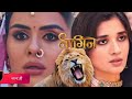 Naagin 7 : Lion Enters Apara’s Wedding | Colors TV | Priyanka Chahar Choudhary