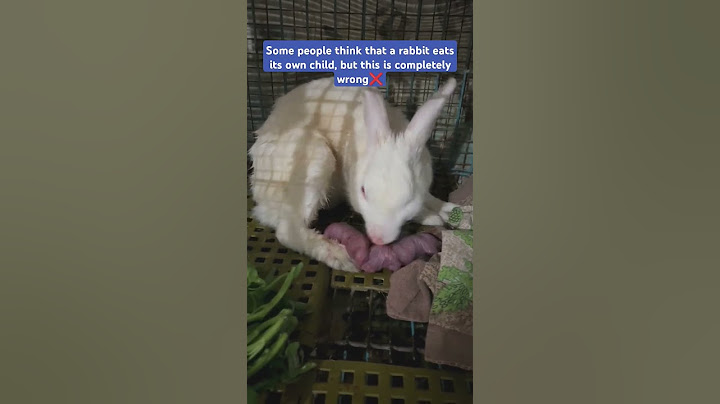 Do rabbit eating their own babies ❓❓ #rabbit #shorts