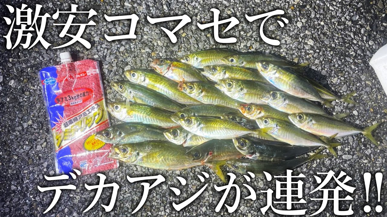 You can catch endless horse mackerel even in the coldest of 