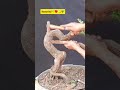 Membuat Keringan Bonsai Asam Jawa #bonsai #asamjawa #bonsaitree #tamarind #caraperawatanbonsai