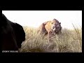 نمر ينتقم من حيوانات كلها شيله نمر ينتقم من حيوانات كلها شيله