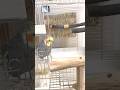 食べたい。遊びたい…迷う#オカメインコこはく