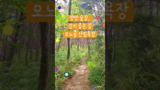모노골산림욕장 소나무숲길 영상