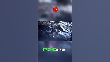 Anatomical Marvels of Bats in Flight#Bats#Echolocation#Wildlife#Biodiversity