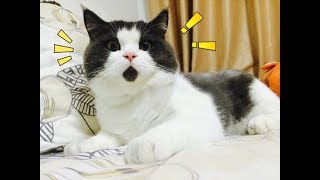 самые смешные приколы про котов ( новые ) №207. greenli самые смешные приколы про котов ( новые ) №207. greenli