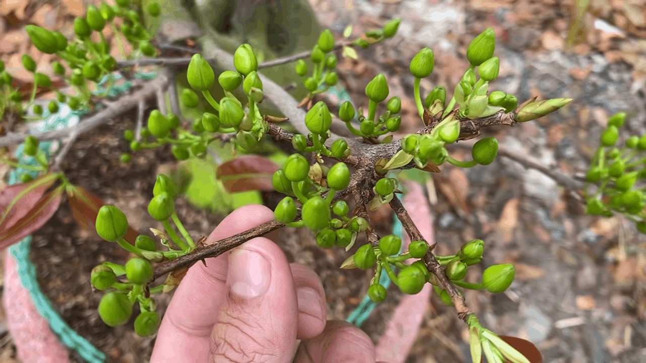 23/12 chăm sóc mai Tết, chú ý mốc thời gian tưới dưỡng rễ, tưới nước và nở điểm của mai
