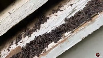 Bats in the Gable Vent of a House in Columbus, Georgia
