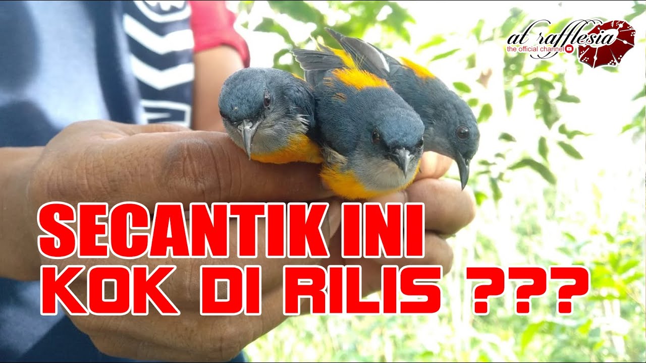 Burung cantik yang dirilis 