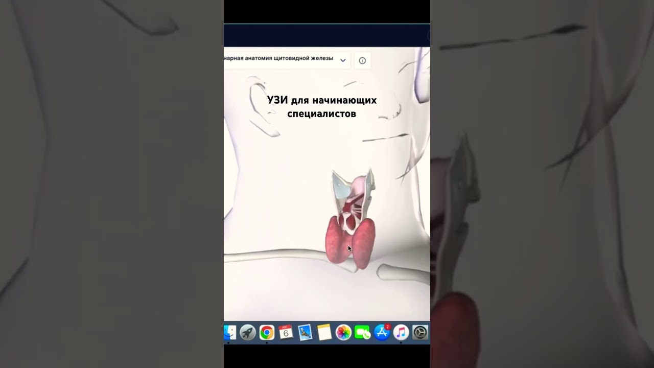 УЗИ щитовидной железы в поперечной плоскости 