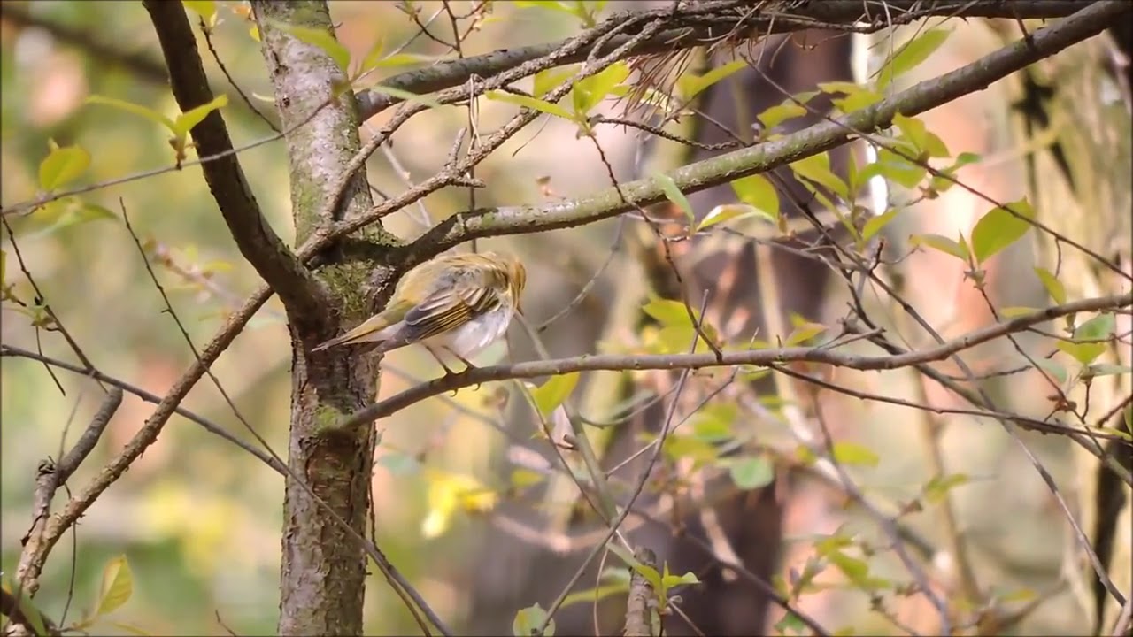 Pierwiosnek \ piecuszek