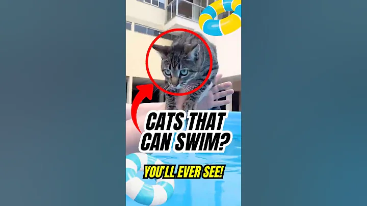 Video 11254731: turkish, cats hate water, amazing cat