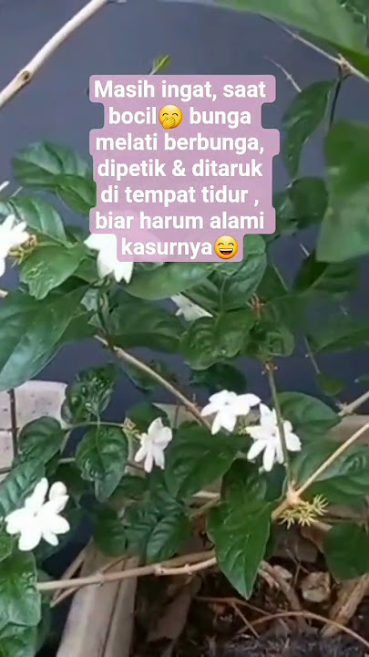 Bunga Melati