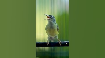Kolibri Kelapa Gacor Temabakan Full Necret #kolibrikelapagacor #kolibrimanggargacor #masteranburung