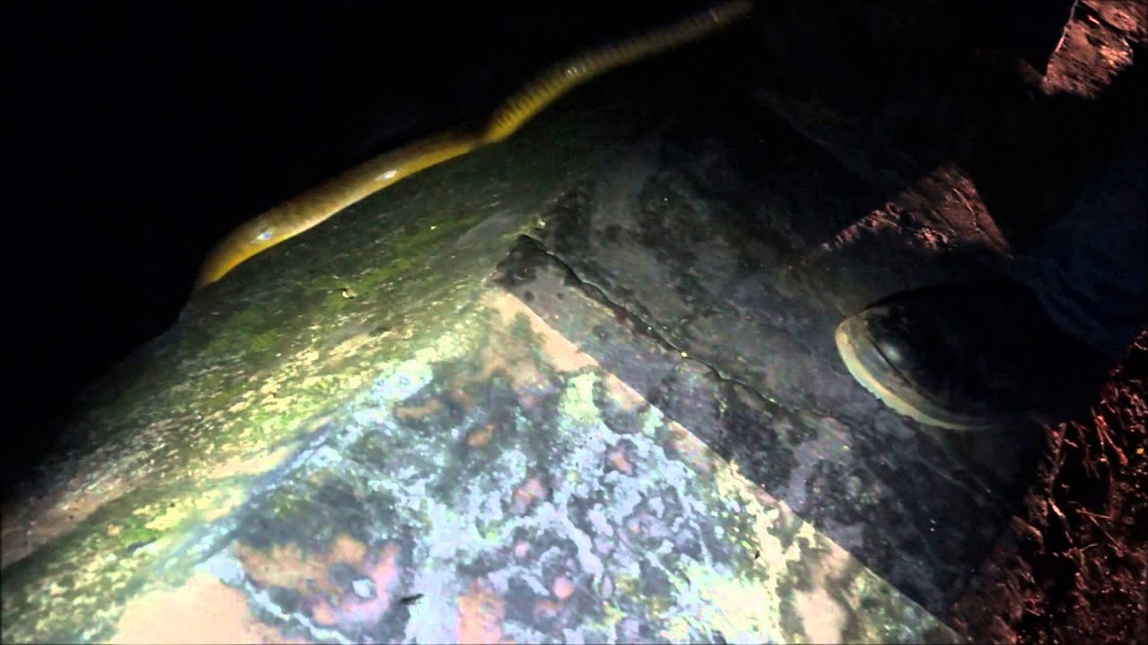 camera iphone 8 plus apk Release rat snake at Gulta
