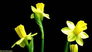 Daffodil blooming, Time lapse