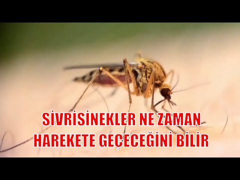 Sivrisinekler Ne Zaman