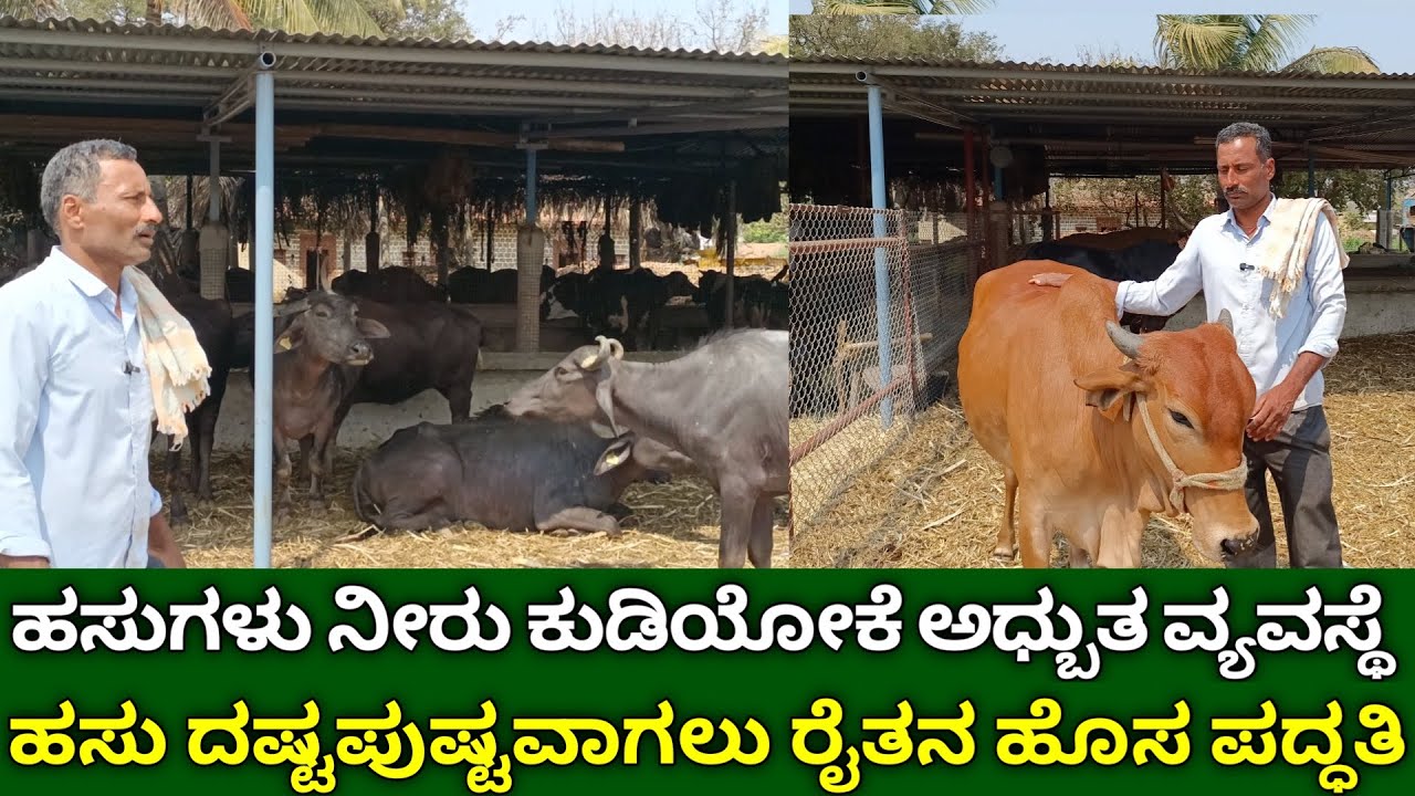 ಹಸುಗಳು ನೀರು ಕುಡಿಯಲು ಅಧ್ಬುತ ವ್ಯವಸ್ಥೆ | ಹಸು ದಷ್ಟಪುಷ್ಟವಾಗಲು ಹೊಸ ಪದ್ಧತಿ | desi cow farming in kannada