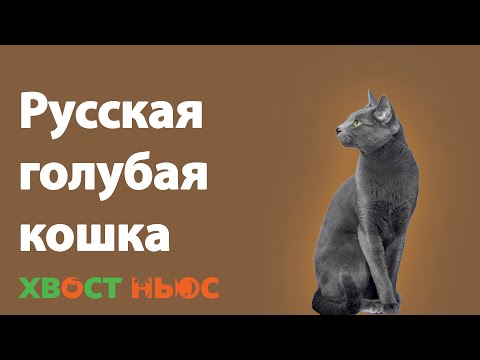 Русская голубая кошка. Все о породе