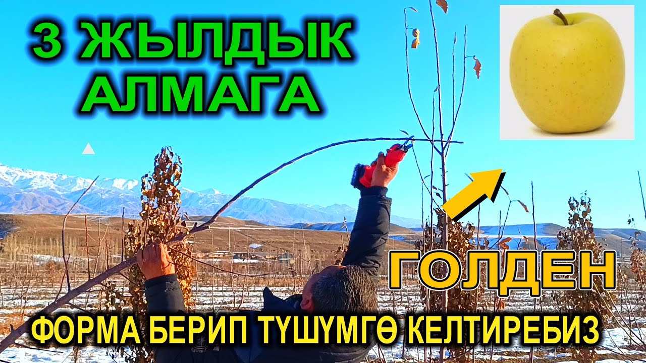 АЛМАГА ТУУРА ФОРМА БЕРИП ТҮШҮМГӨ КИРГИЗЕБИЗ / ГОЛДЕН СОРТУ