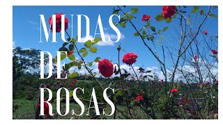 Como aproveitar os GALHOS DA PODA de ROSEIRAS e fazer muitas MUDAS DE ROSA