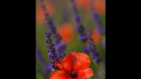 Correct Exposure vs Creatively Correct Exposure:You Keep Shooting with Bryan Peterson: AdoramaTV