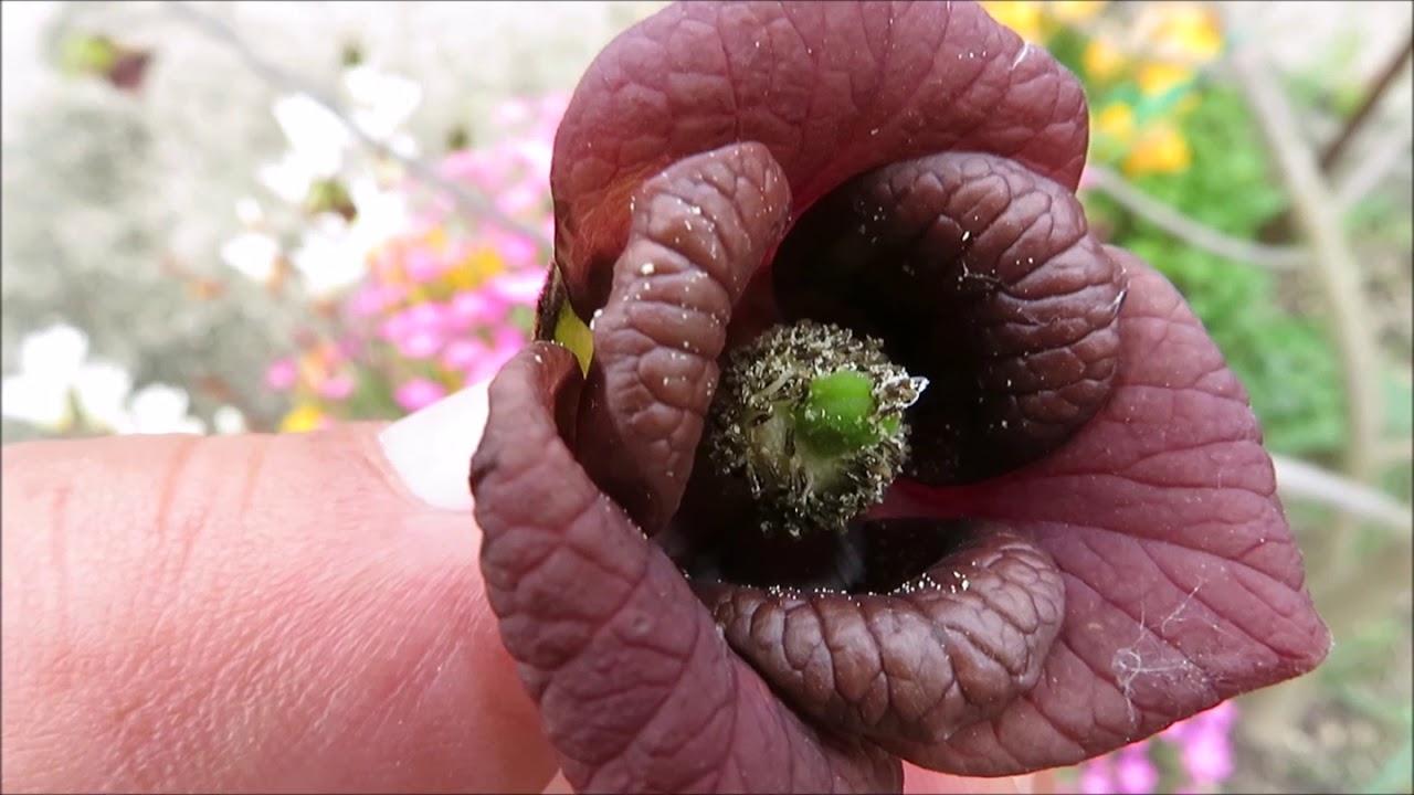 幻の果実 ポポーの人工授粉 年4月21日 Youtube