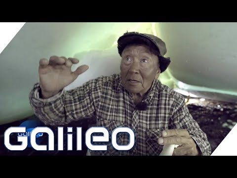 Video: Die weltweit größte Sammlung von Inuit-Kunst wird diese Woche in Kanada eröffnet