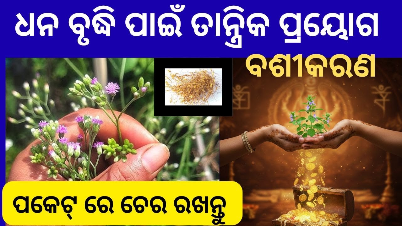 Sahadevi Plant: A Magnet for Money 💰 | ମାତ୍ର ୭ ଦିନରେ ବଦଳିଯିବ ଭାଗ୍ୟ! ଜାଣନ୍ତୁ ସହଦେବୀ ଗଛର ରହସ୍ୟ
