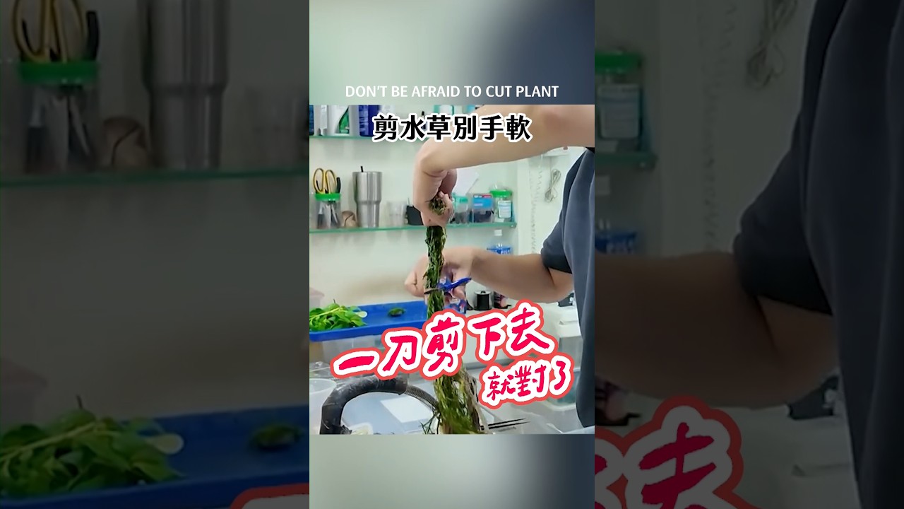 敢這樣剪水草的都是狠人!水族店員示範:有莖類水草就是要大刀一揮! 縮圖