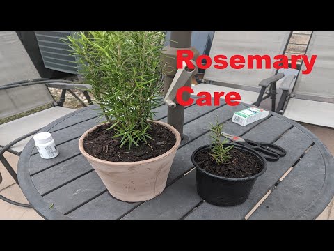 How To Take Care of a Rosemary Plant