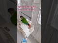 A very cute parrot suddenly flew into our house today. #birds #parrot #parrots #pets #shorts