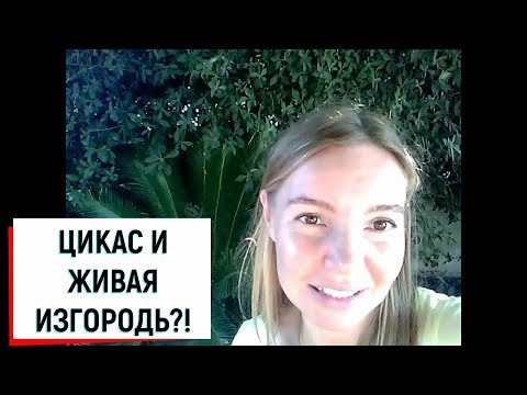 ЦИКАС И ЖИВАЯ ИЗГОРОДЬ?!