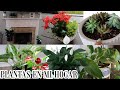 HERMOSAS PLANTAS DE INTERIOR🪴 TOUR DE TODAS MIS PLANTAS