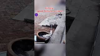 poor dog #shortvideo #short #omg #animals #omg #dog #pets #viral