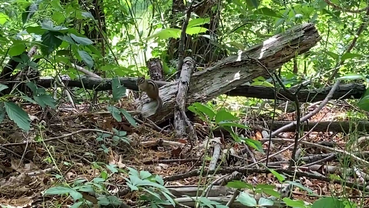 Chipmunk chirping sound.