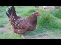 The Breed Of Chicken That Acts Like A Dog: Speckled Sussex