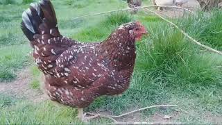 The Breed Of Chicken That Acts Like A Dog: Speckled Sussex