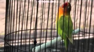 Lovebird KUSUMO ngekek panjang Bag.2