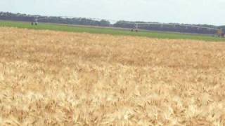 Moisson Orge d'hiver fourragère - Ferme Daucy - Russie