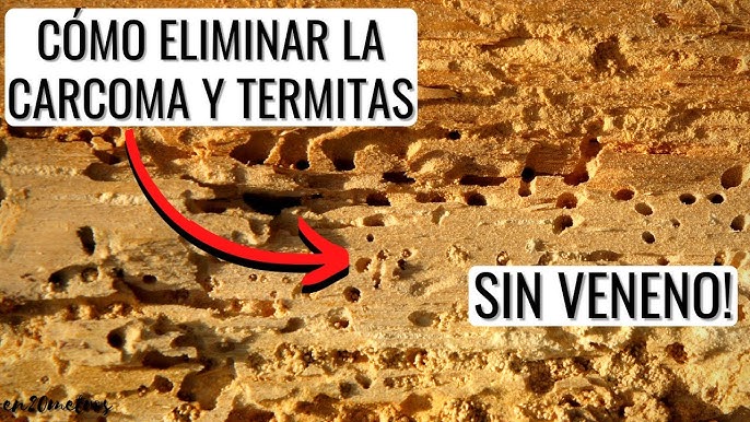 Tratamientos para eliminar la carcoma de tus muebles - Mejor con Salud