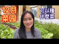 （52）12月份天氣開始冷了！菜園子里還有什麼蔬菜🥬🥬🥬